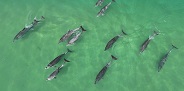 Bottlenose Dolphin